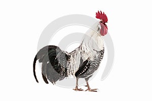 COQ BRAKEL