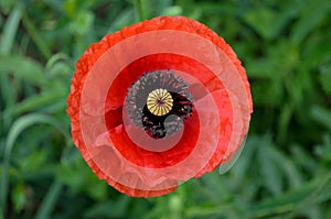 Coquelicot