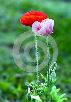 Coquelicot couple in garden flowers