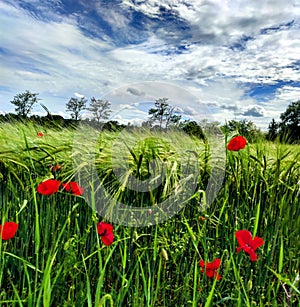 Coquelicot And Sky