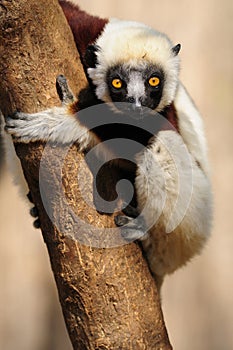 Coquerel's Sifaka (Lemur)