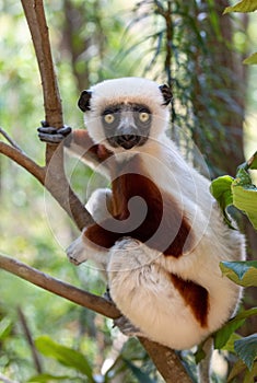 Coquerel`s sifaka lemur, Propithecus coquereli, Madagascar wildlife animal