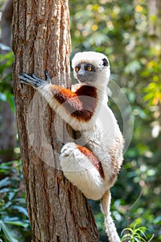 Coquerel`s sifaka lemur, Propithecus coquereli, Madagascar wildlife animal