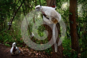 Coquerel`s sifaka, Propithecus coquereli, Reserve Peyrieras. Monkey group in habitat. Lemur in the dark green tropic forest.