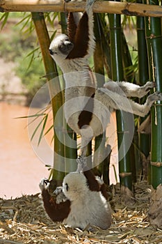 Coquerel's Sifakas
