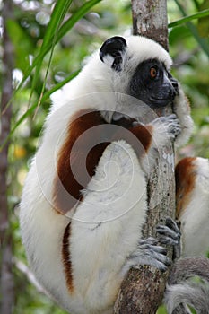 Coquerel sifaka