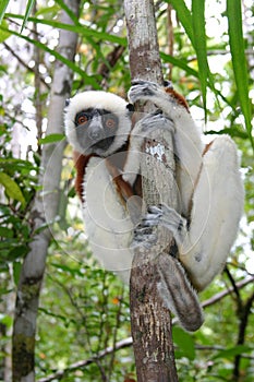 Coquerel sifaka photo