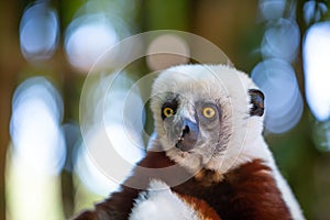 The Coquerel Sifaka in its natural environment in a national park on the island of Madagascar