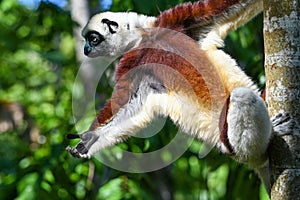 Coquerel sifaka lemur Propithecus coquereli â€“ portrait, Madagascar nature