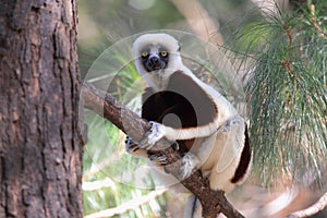 Coquerel sifaka