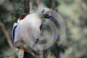 Coquerel sifaka