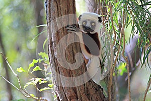 Coquerel sifaka photo