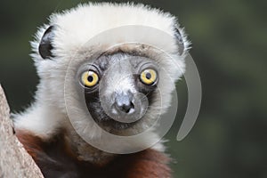 Coquerelâ€™s Sifaka Lemur