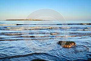 Coquet Island and Ancient Tree Stump