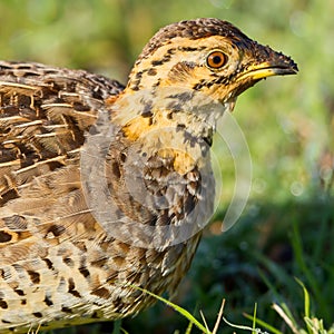 Coqui Francolin Female Portrait photo