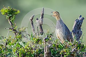 Coqui Francolin Male Calling photo