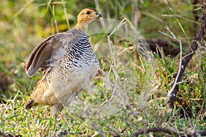 Coqui Francolin Male About To Fly photo