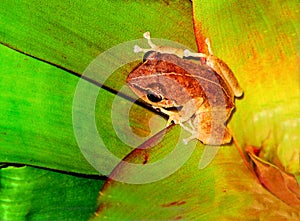 a coqui frog on a bromeliad plant photo