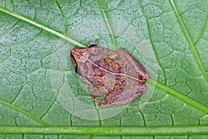 a close-up of coqui frog on a green leaf photo