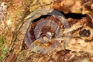 Coqui Frog in Puerto Rico photo