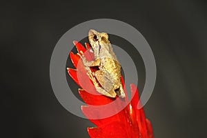 close-up of a coqui frog on a red bromeliad flower photo