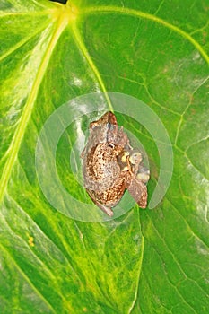 a coqui frog sitting on eggs on a green leaf photo