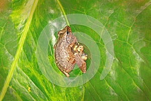 a coqui on a green leaf sitting on its eggs photo