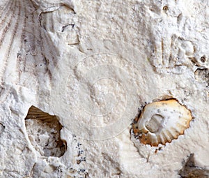Coquina background old fossil