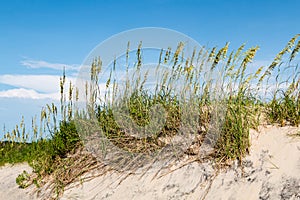 Coquina Beach Sand Dunes and Beach Grass at Nags Head