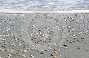 Coquina clam shells on beach with water