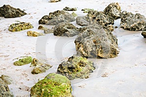 coquina rocks in sand on beach of Atlantic Ocean