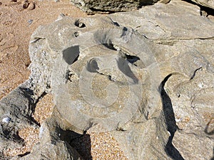 Coquina Shell Rock on Beach Closeup