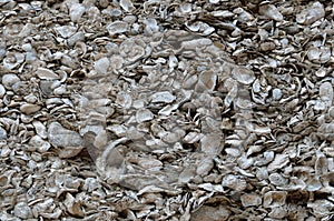 Coquina shell wall in St. Augustine, Florida