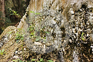 Coquina shells up close at ruins