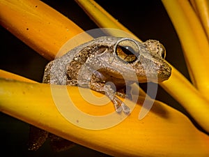 A coqui frog in Puerto Rico. photo