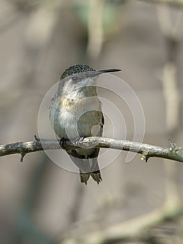 Cora hummingbird awake on a branch