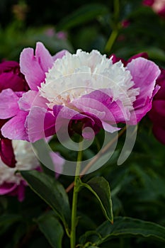 Cora Stubbs candy pink  flower peony lactiflora in summer garden, close-up