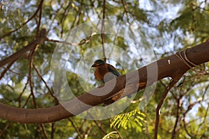 Coracias benghalensis bird on a tree