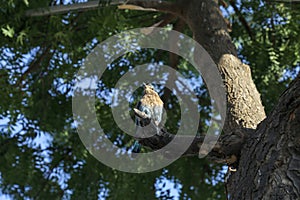 Coracias benghalensis bird on a tree