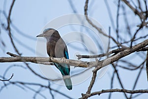 Coracias benghalensis, Birds are sticking to dry branches