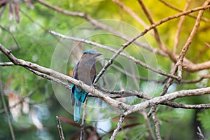 Coracias benghalensis, Birds are sticking to dry branches