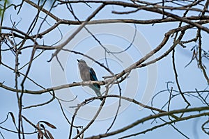 Coracias benghalensis, Birds are sticking to dry branches