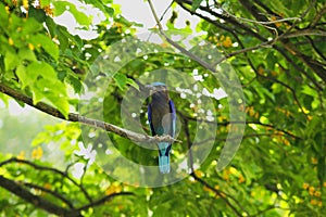 Coracias benghalensis on the branches in the park.