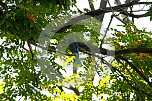 Coracias benghalensis on the branches in the park.