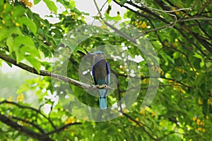 Coracias benghalensis on the branches in the park.