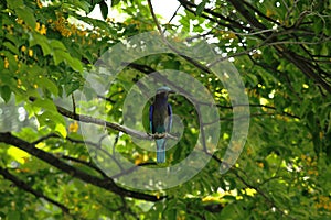 Coracias benghalensis on the branches in the park.