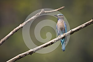 Coracias benghalensis, indian roller on a branch, Bardia, Nepal