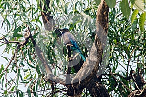 Coracias benghalensis is on a tree