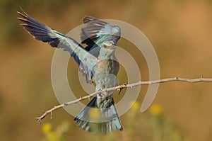 Coracias garrulus