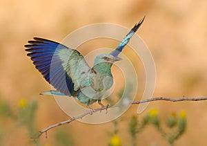 Coracias garrulus